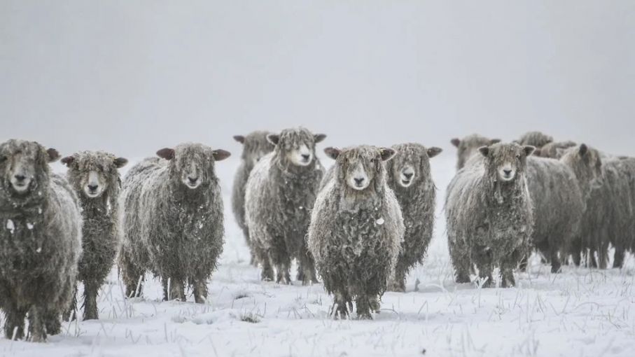 Por las nevadas y la falta de alimento está en riesgo el ganado en Santa Cruz