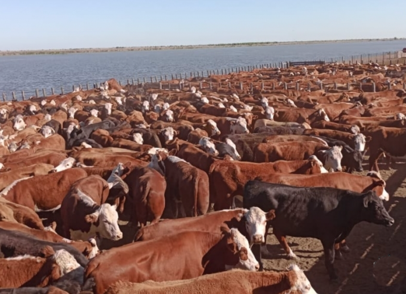 Brasil, Bolivia y Australia avanzan con sus carnes: nuevos estatus sanitarios y ventajas comerciales