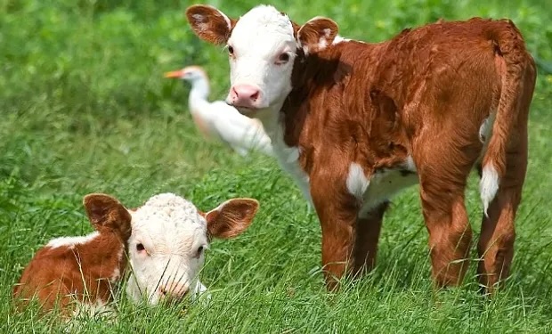 La zafra de terneros desacelera en mayo pero mantiene niveles históricos de salida