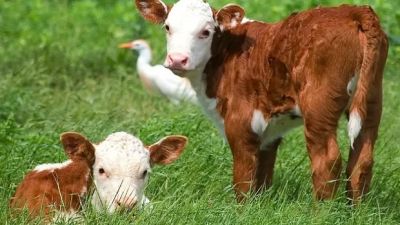 La zafra de terneros desacelera en mayo pero mantiene niveles históricos de salida