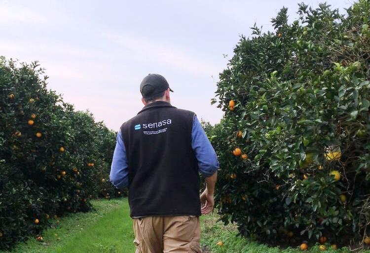 Trabajo territorial sobre la vigilancia de Mosca de los frutos en Entre Ríos y Corrientes