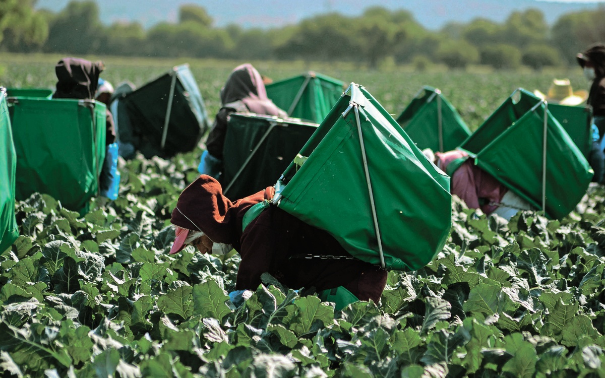 Altos costos de insumos impactan gravemente a Productores Agropecuarios en México