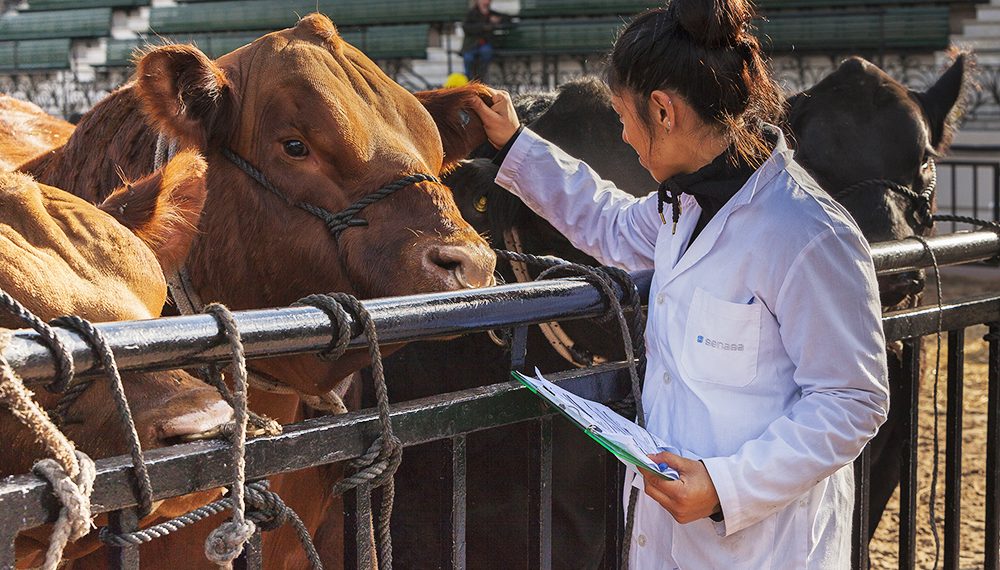 Presentaron un proyecto de ley de bienestar animal