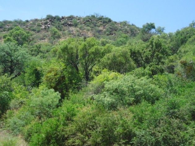 El Ordenamiento de los  Bosques Nativos en el  Chaco contó con el respaldo del INTA
