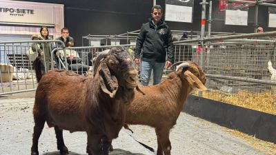 Caprinos Kalahari: de Sudáfrica a la Expo Rural 2024 