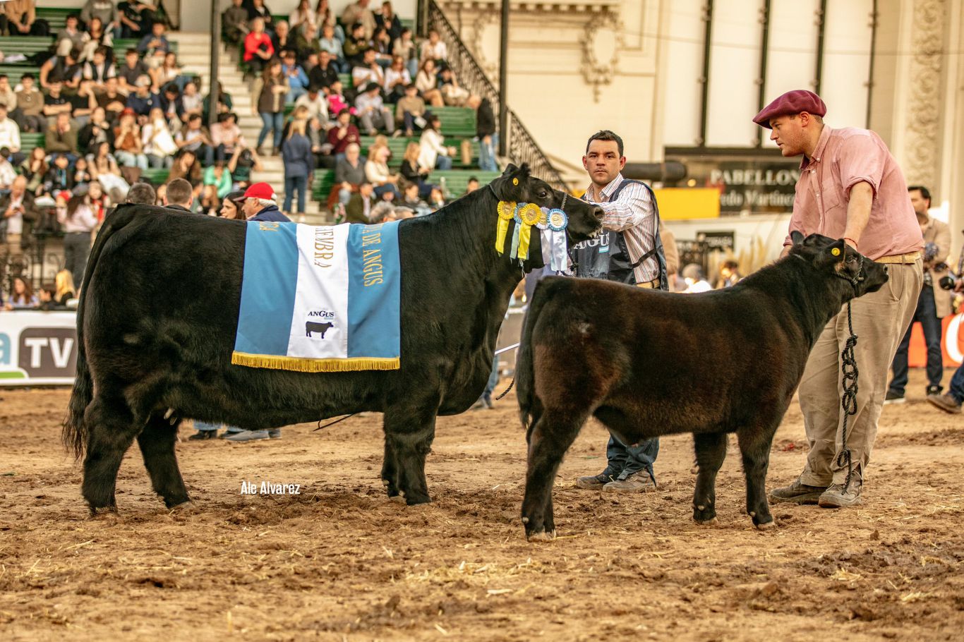Una vaquillona con cría de Claromecó se consagró como Gran Campeón Hembra de Angus