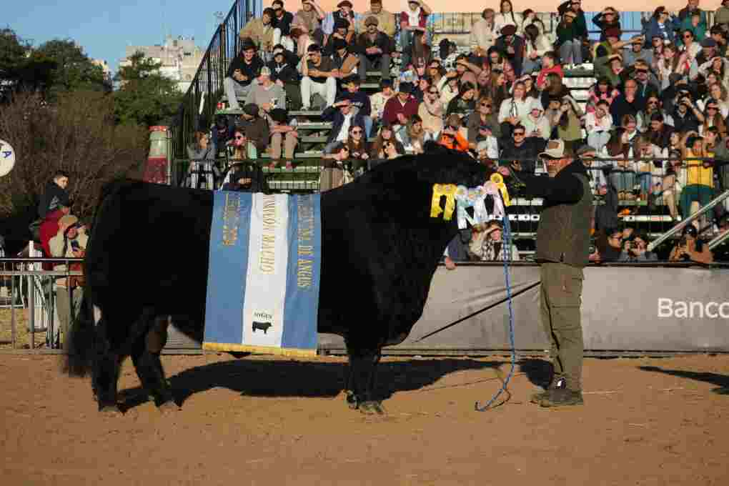 El Gran Campeón Angus 2024 fue para Tres Marías