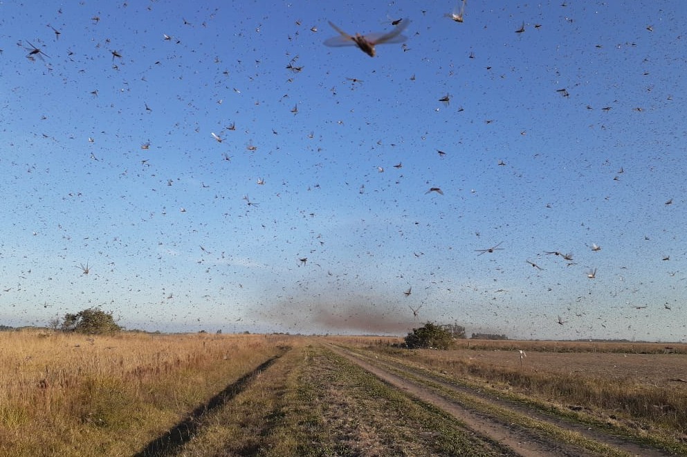 Alarma en Córdoba por la Invasión de langostas y la posible llegada a la capital