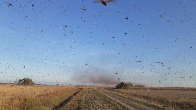 Alarma en Córdoba por la Invasión de langostas y la posible llegada a la capital