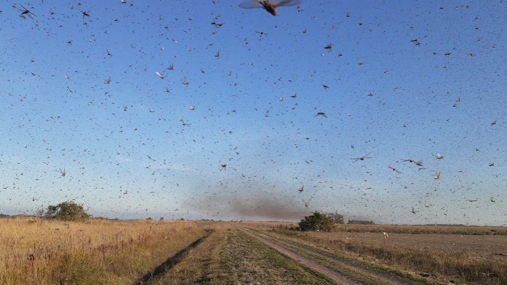 Alarma en Crdoba por la Invasin de langostas y la posible llegada a la capital