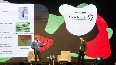 Chicharrita del maíz: existen híbridos que pueden defenderse naturalmente de la plaga
