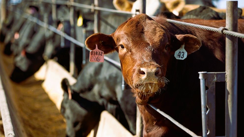 Leve impacto en el novillo Mercosur por cambios en la exportación argentina