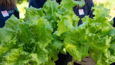 Presentan una lechuga que posee mayor cantidad de hojas