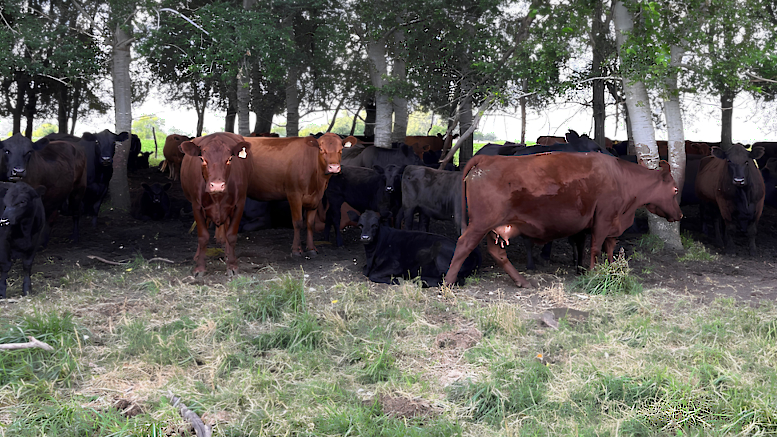 En bienestar animal, un sello de la FAUBA marca la diferencia