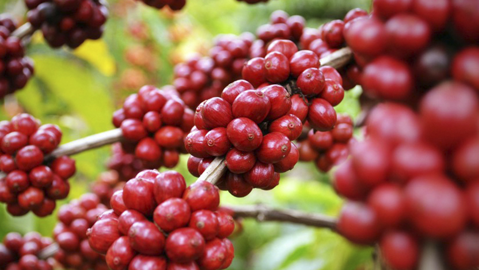 Café Geisha de Panamá rompe récords en subasta: Se vende a US$10.000 por Kilo