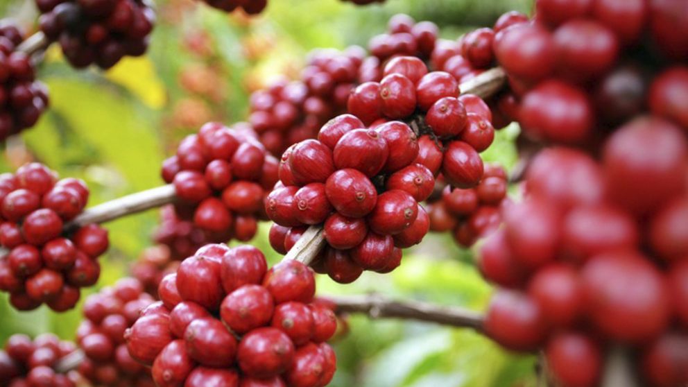Caf Geisha de Panam rompe rcords en subasta: Se vende a US$10.000 por Kilo