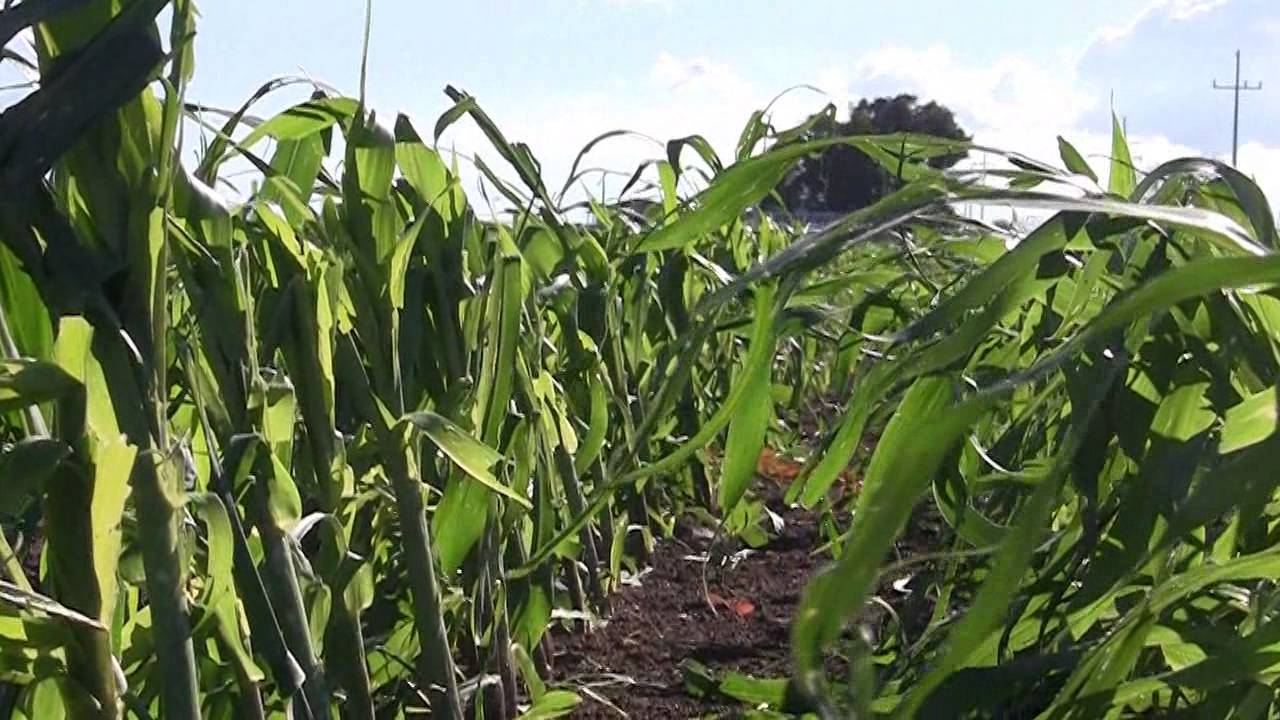 ¿Tiene maíz dañado por el granizo? Desarrolle un plan para gestionar el cultivo desde ahora hasta la cosecha