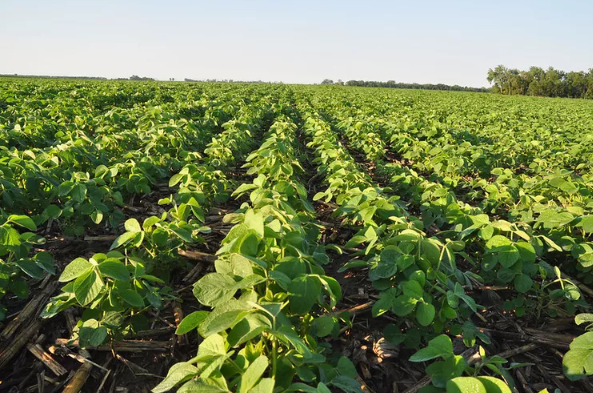 Presentaron el primer mapa de calidad de soja argentina con foco en proteína, aceite y aminoácidos