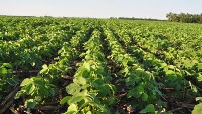 Presentaron el primer mapa de calidad de soja argentina con foco en proteína, aceite y aminoácidos