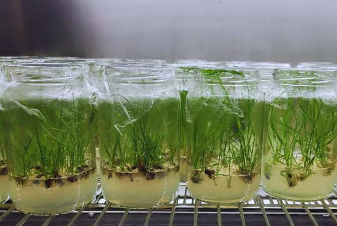 Buscan desarrollar variedades de caña adaptadas a diversas regiones mediante mutagénesis in vitro