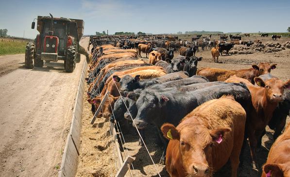 Incertidumbre en los feedlots: ¿Alcanzará el maíz para la próxima campaña?