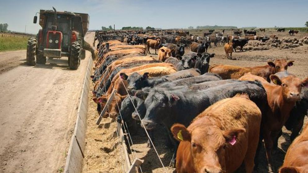 Incertidumbre en los feedlots: Alcanzar el maz para la prxima campaa?