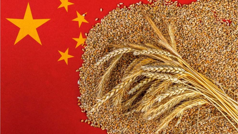 Las autoridades chinas planean restringir las importaciones de piensos para apoyar a los agricultores locales