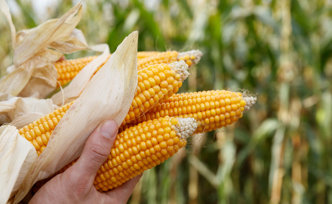 Senasa aprueba requisitos para la importación de semillas de maíz desde Serbia