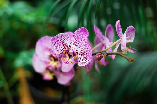 Biotecnología impulsa la producción y conservación de orquídeas en Misiones
