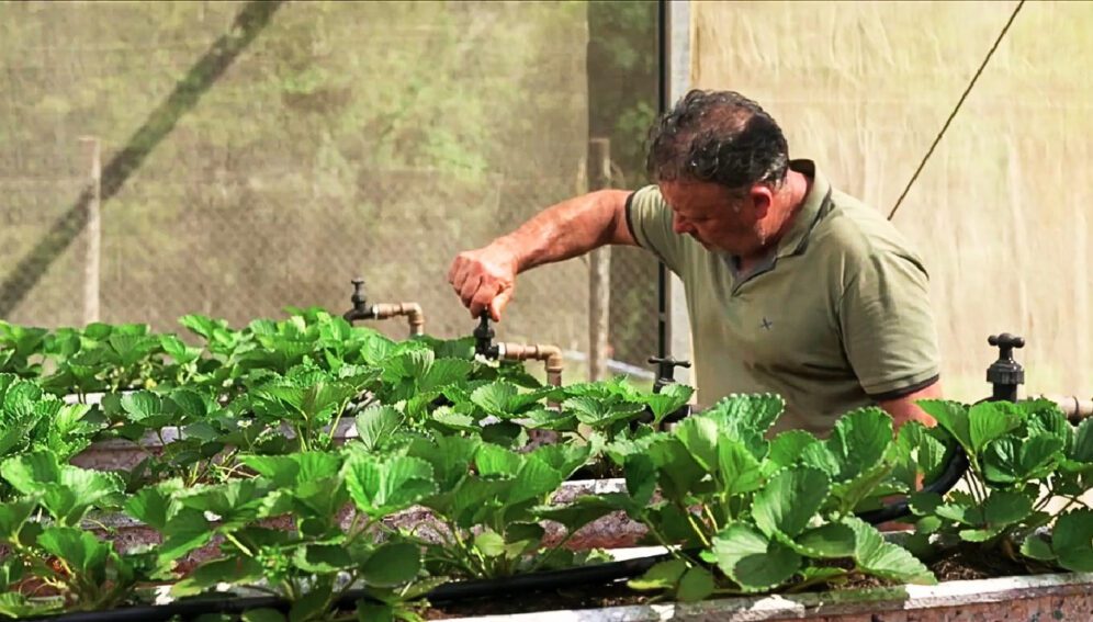 Innovaciones en prácticas agrícolas mejoran sostenibilidad y eficiencia en Brasil