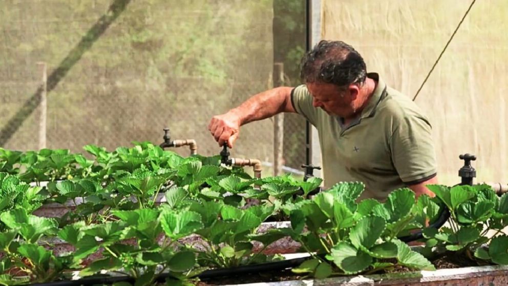 Innovaciones en prcticas agrcolas mejoran sostenibilidad y eficiencia en Brasil