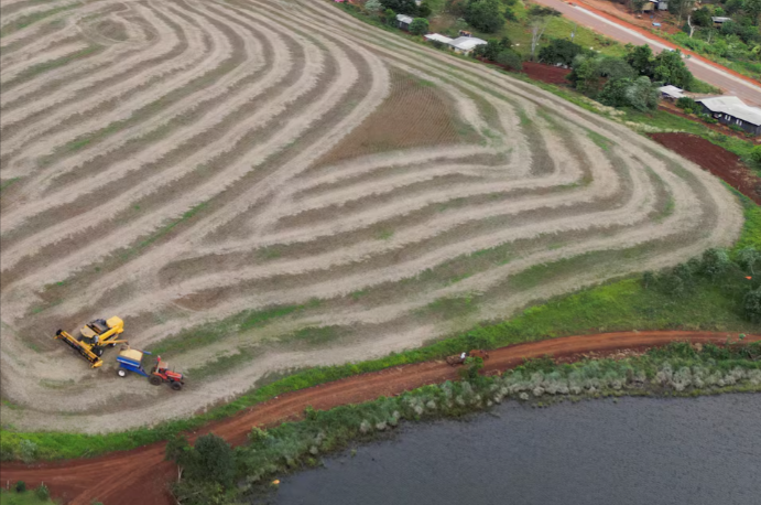Soja cultivada ilegalmente en tierras indígenas de Brasil llega a mercados globales