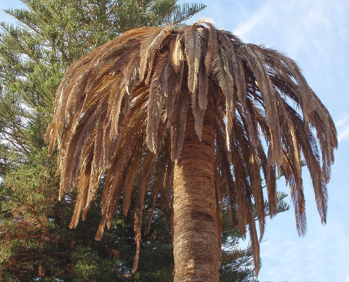 Entre Ríos: elevada mortalidad de palmeras debido a ataques de plagas