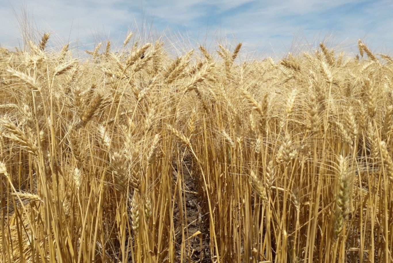 Los precios de exportación del trigo en Ucrania aumentan en línea con los precios mundiales