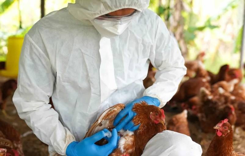 Confirman un caso humano de gripe aviar en Missouri, el primero sin exposición conocida a animales