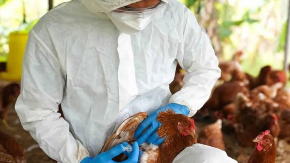 Confirman un caso humano de gripe aviar en Missouri, el primero sin exposicin conocida a animales