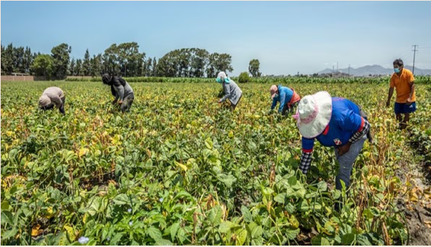 BID impulsa el sector agrario en Perú con préstamo de US$85 millones