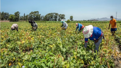 BID impulsa el sector agrario en Perú con préstamo de US$85 millones