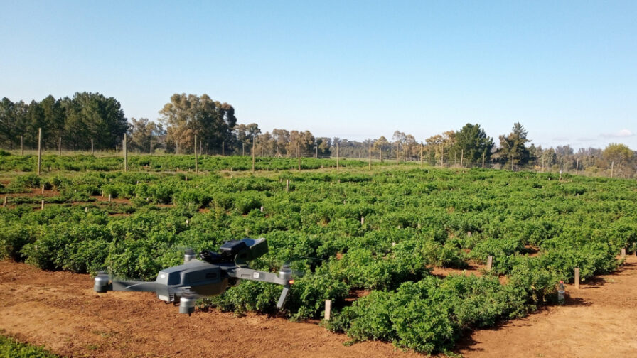 Nueva variedad de alfalfa Kauke resiste sequía y aumenta productividad en Chile