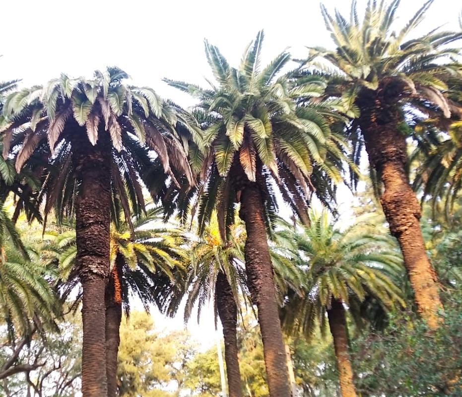 Impulsan acciones  fitosanitarias para prevenir el ingreso del picudo rojo a la Argentina