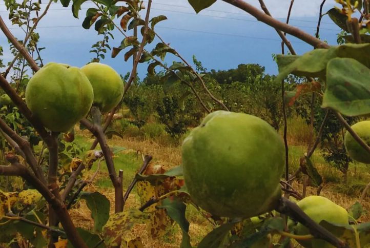 Impulsan la producción de membrillo como cultivo alternativo