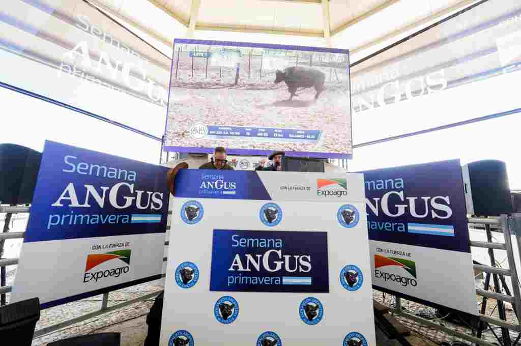 Comenzó la Semana Angus de Primavera 