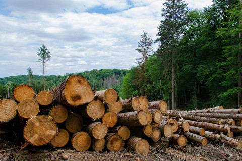 Organizaciones ambientales alertan por intento de legalizar madera de desmontes ilegales en Chaco