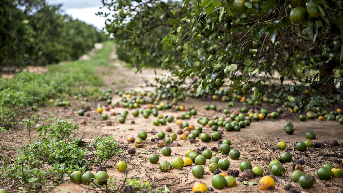 Huracán Helene amenaza la agricultura en el sureste de EE. UU.