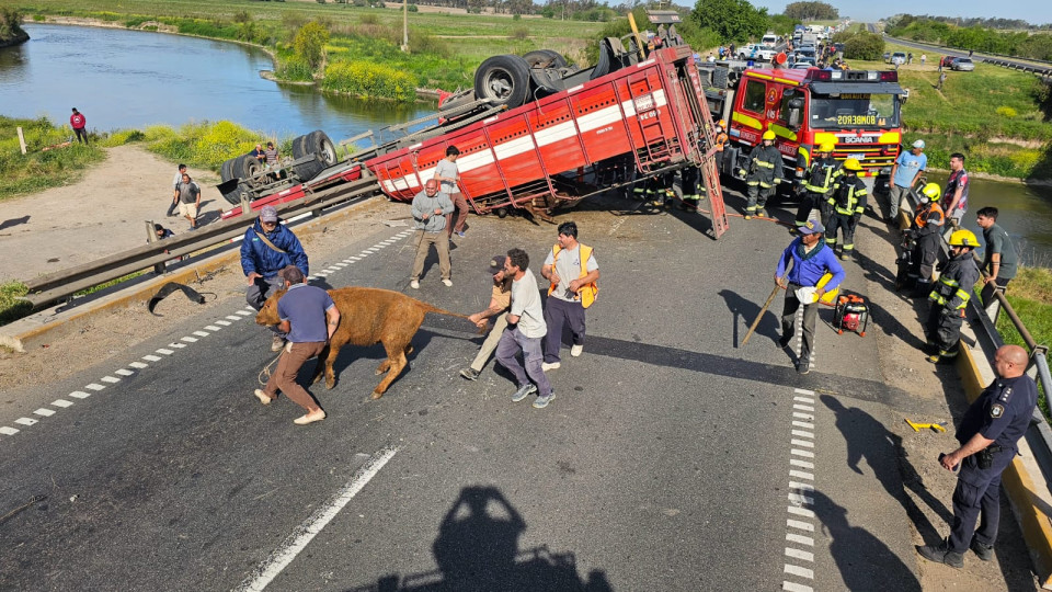 De no creer,  volcó un camión con ganado y faenaron los animales en el lugar
