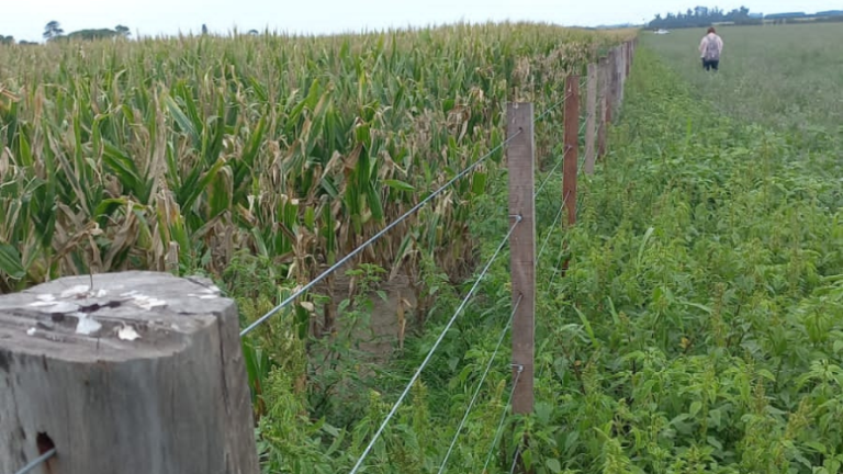La Pampa Ondulada perdió más de 1200 km de alambrados rurales en 20 años