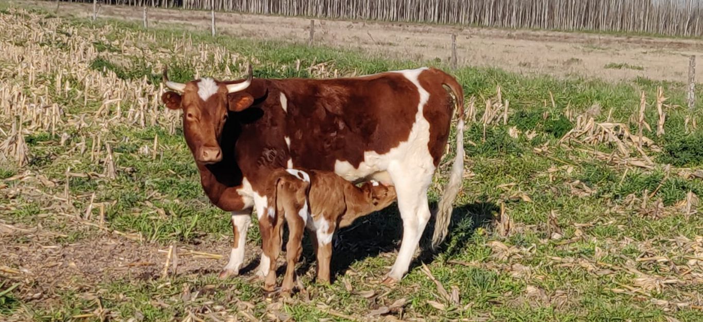 La raza Bovina Criolla tiene un nuevo ejemplar, nació el ternero de La Yoli