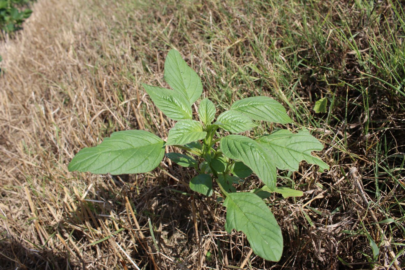 Fierce RM, es el herbicida pre emergente para maíz, soja y maní, que mantiene los cultivos limpios en su competencia con las malezas más difíciles y por ello lo utilizan cada vez más productores
