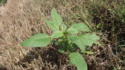Fierce RM, es el herbicida pre emergente para maíz, soja y maní, que mantiene los cultivos limpios en su competencia con las malezas más difíciles y por ello lo utilizan cada vez más productores