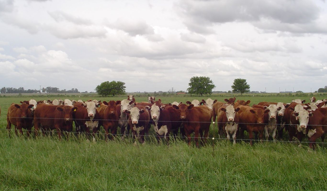 La festuca alta impulsa la producción de carne en pasturas con manejo estratégico